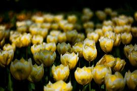 Tulpen von Ad van Geffen