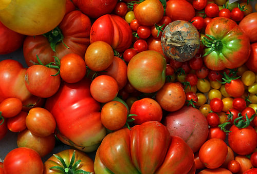 tomatenras