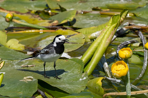 White Wagtail Standing on Water Lily Leaves