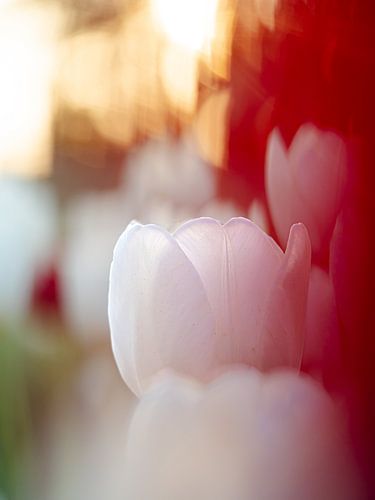 Tulipes Art