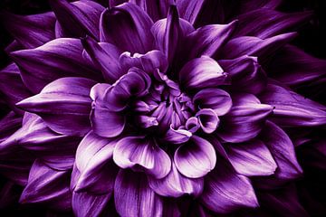 Fleur de dahlia violet sur Dieter Walther