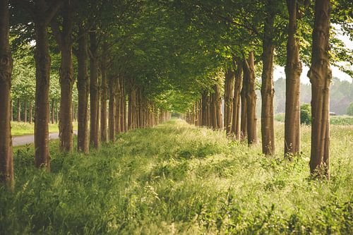 Atmospheric sunlight between a row of trees