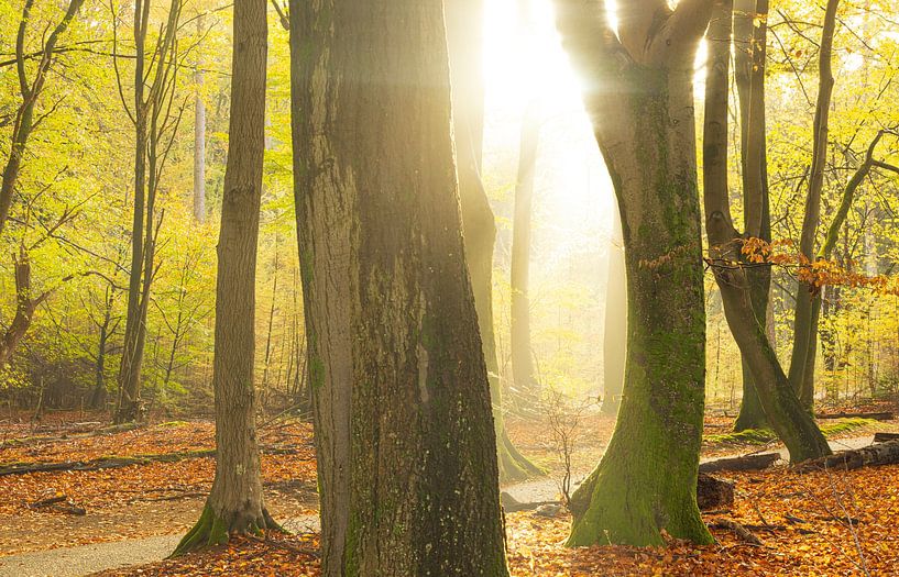 Speulder and Sprielder forest (Netherlands) by Marcel Kerdijk