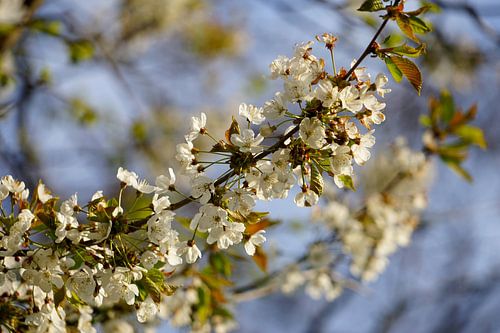 Tak met witte bloesem