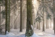 On the border of another reality by Lars van de Goor thumbnail