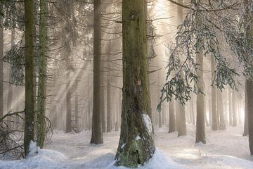 Winter Wonderen van Lars van de Goor