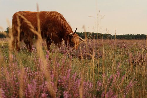 Weidender schottischer Hochlandbewohner
