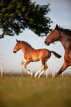 Foal with mother horse by Rosalie Elema