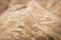 Reed abstract