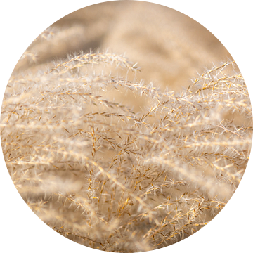 Riet samenvatting van Christian Schuster