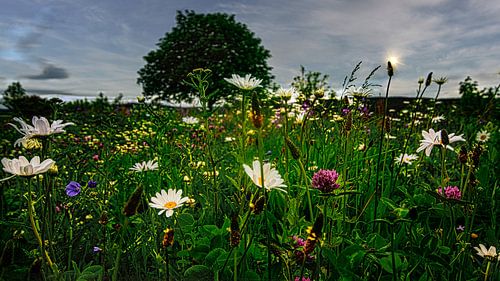 Nature and landscape in the Erzgebirge