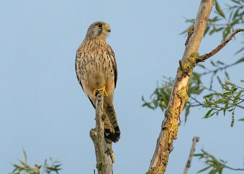 Torenvalk op uitkijkpunt.