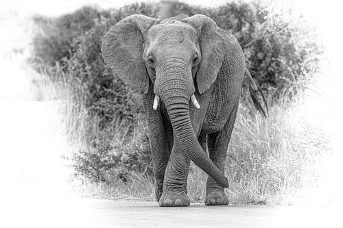 Olifant in Zuid-Afrika