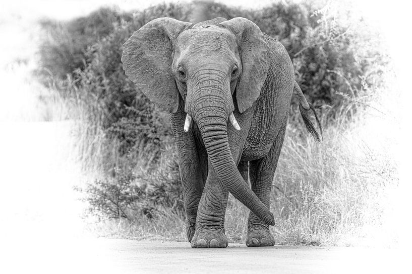Elephant in South Africa by Gunter Nuyts