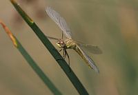 Libellule de bruyère précoce