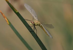Frühe Heidelibelle