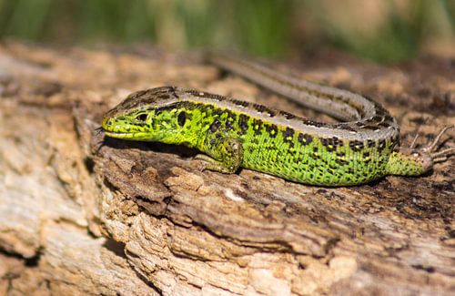 Groene zandhagedis 