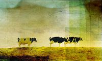 Vaches sur la digue