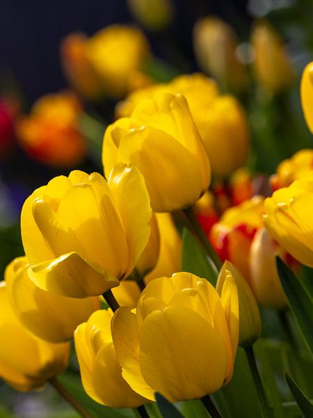 Tulpen in de tuin van Christina Bauer Photos