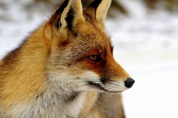 Rode vos van Marlies van den Hurk Bakker