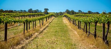 Wijngaard in Barossa Valley, Australië van Troy Wegman