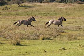 Da sind sie! Die konischen Pferde von Oranjezon von Wendy Hilberath