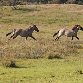 Daar gaan ze! De konikpaarden van Oranjezon van Wendy Hilberath