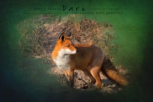 Fuchs im spätsommerlichen Sonnenlicht