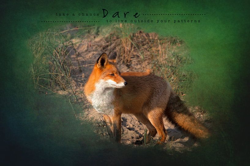 Fox in late summer sunlight by Carla van Zomeren