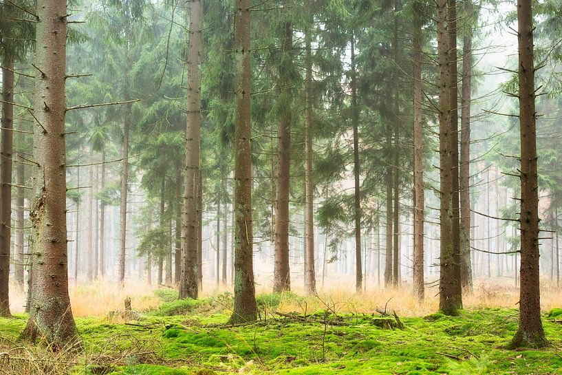 Foggy morning in the spruce forest by Francis Dost