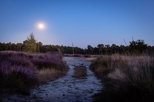 Paarse Heide Volle Maan Drunense Duinen