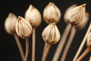 Trockene Blumen
