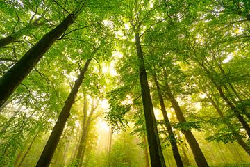 Atmosphärischer Wald im Herbst mit Nebel in der Luft von Sjoerd van der Wal Fotografie