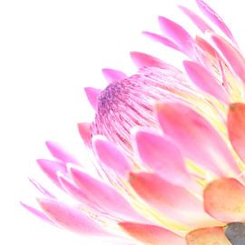 Close-up beautiful pink flower by Hannelore