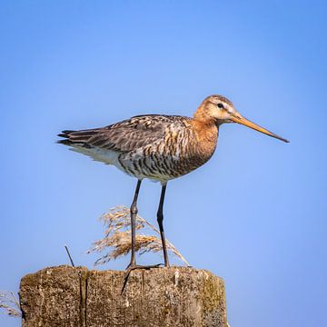 Black-tailed godwit