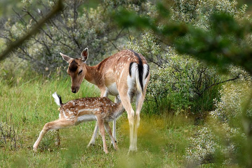 Lactating Mother Deer and young by Gerjo Horsman