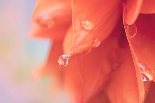 druppel dhalia van Monique de Koning
