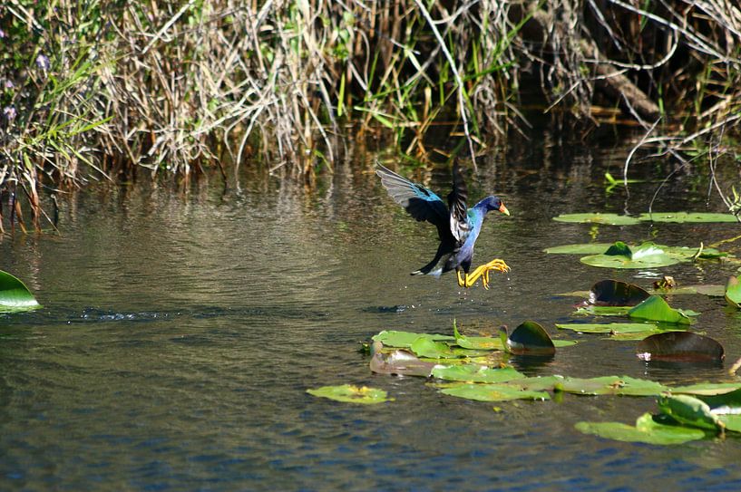 Kleine Sultan Kip - Paarse Gallinule van Christiane Schulze
