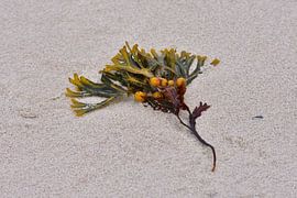 Blaaswier van Karin Jähne