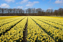 Yellow flower fields in the Netherlands by Robin Jongerden