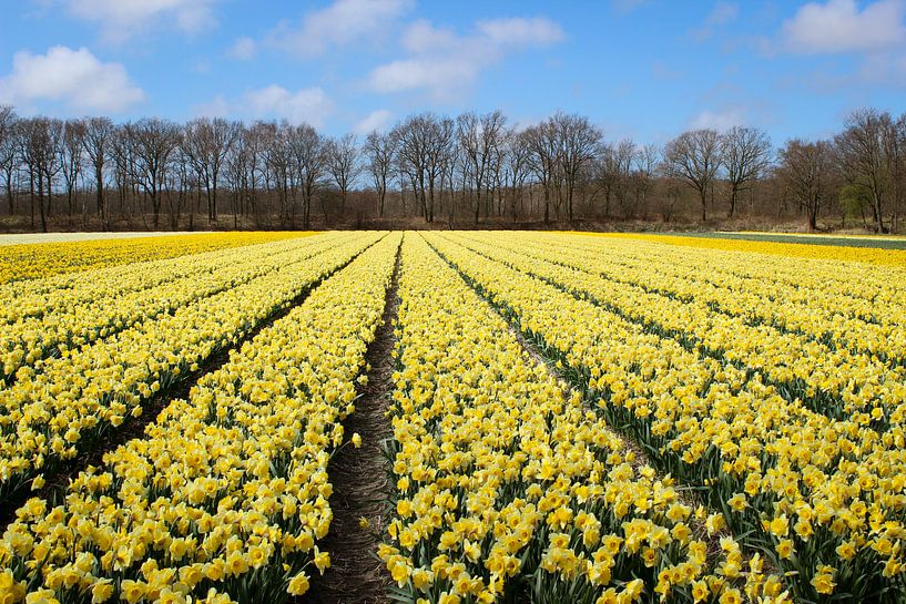 Gele bloemenvelden in Nederland van Robin Jongerden