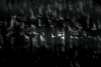 Reflecties van vogels