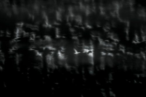 Reflecties van vogels