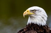 American bald eagle by Henk Langerak thumbnail