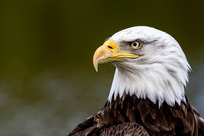 American bald eagle by Henk Langerak