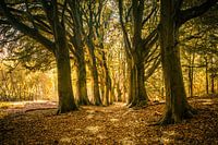 Forest path with beeches