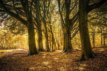 Forest path with beeches