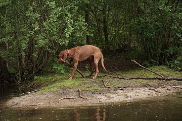 Waterspelletjes aan het meer met een bruine Magyar Vizsla ruwharige hond . van Babetts Bildergalerie