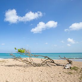 Baum am Strand und Meer, Pointe Allègre, Sainte Rose Guadeloupe von Fotos by Jan Wehnert