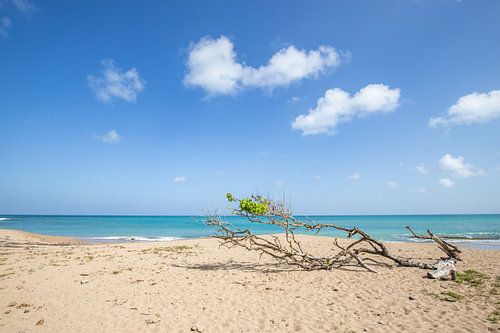 Boom op het strand en de zee, Pointe Allègre, Sainte Rose Guadeloupe van Fotos by Jan Wehnert